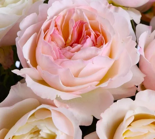 Саджанці англійської піоноподібної троянди Кейра - фото № 1