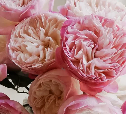 Саженцы английских пионообразных роз Констанция - фото № 1