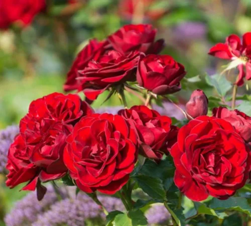 Саженцы бордюрных роз Торнадо - фото № 1