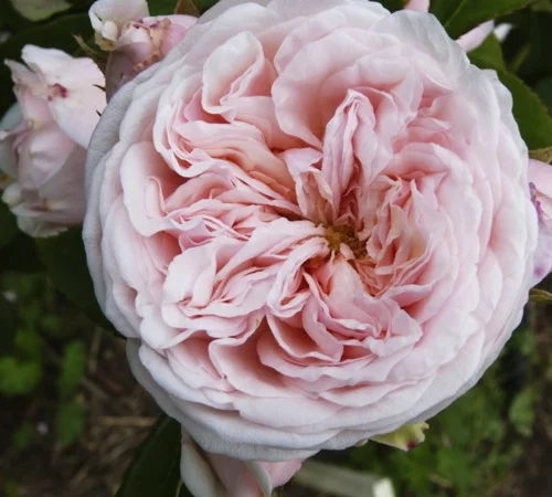 Саженцы английской пионовидной розы Клерк Роуз - фото № 1