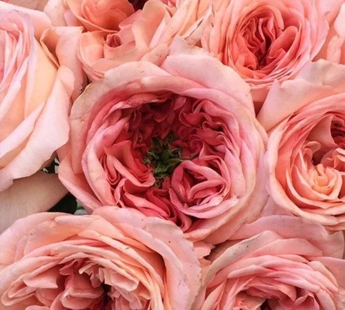 Саженцы английских пионообразных роз Лондон Ай - фото № 1