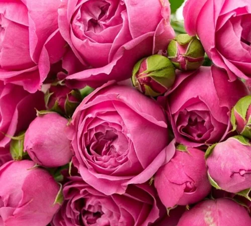 Саженцы английских пионовидных роз Мисти Баблс - фото № 1