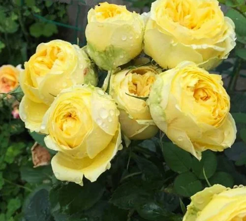 Саженцы английских пионовидных роз Каталина - фото № 1