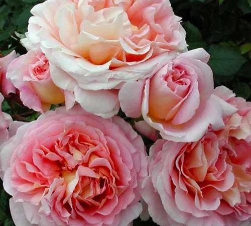 Саженцы английской пионовидной розы Абрахам Дерби - фото № 1