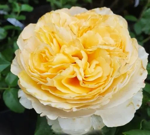 Саженцы английской пионообразной розы Беатрис - фото № 1