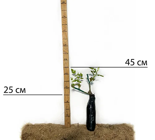 Саджанці англійської піоноподібної троянди Брайдал Піано - фото № 2