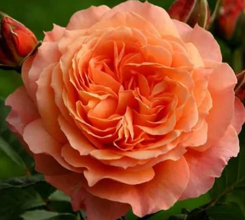 Саженцы английских пионовидных роз Ред Оранж - фото № 1