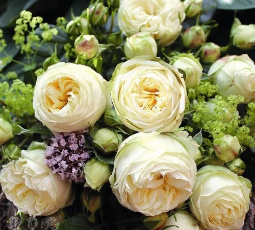 Саджанці англійської піоноподібної троянди Веддінг Піано - фото № 1