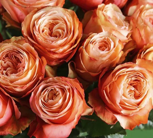 Саженцы английских пионообразных роз Кахала - фото № 1