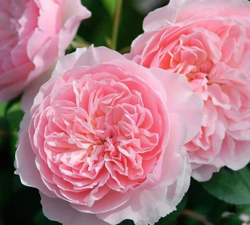 Саженцы английских пионообразных роз Визли - фото № 1