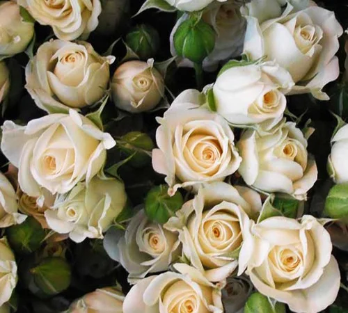 Саджанці бордюрних троянд Вайт Леді - фото № 1