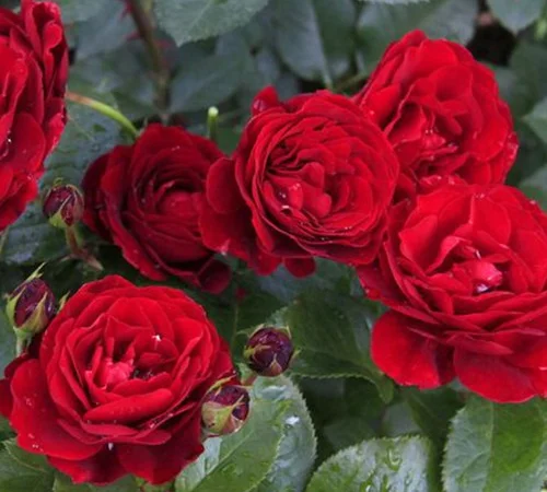 Саджанці бордюрних троянд Таманго у продажу - фото № 1