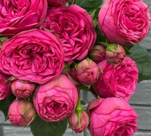 Саженцы английских пионовидных роз Пинк Пиано - фото № 1