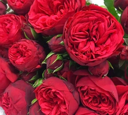 Саджанці англійських піоноподібних троянд Ред Піано - фото № 1