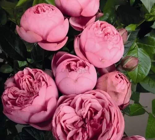 Саджанці англійської піоноподібної троянди Хепі Піано - фото № 1