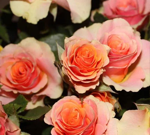 Саженцы бордюрных роз Исиз - фото № 1