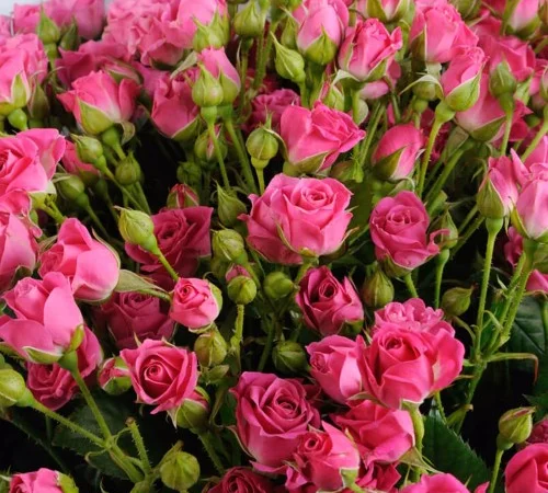 Саженцы бордюрных роз сорта Лавли Лидия - фото № 1