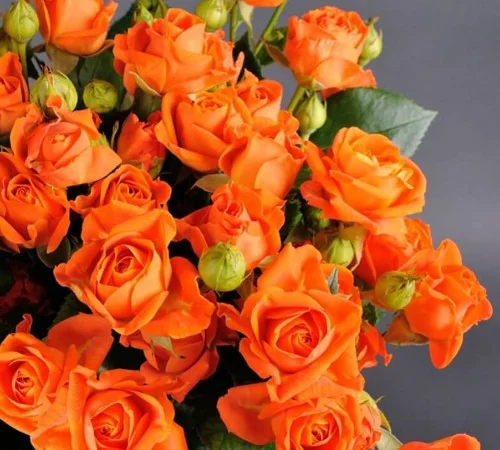 Саджанці бордюрних троянд Оранж Бебі - фото № 1