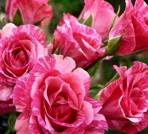 Саженцы бордюрных роз Пинк Флеш в продаже - фото № 1