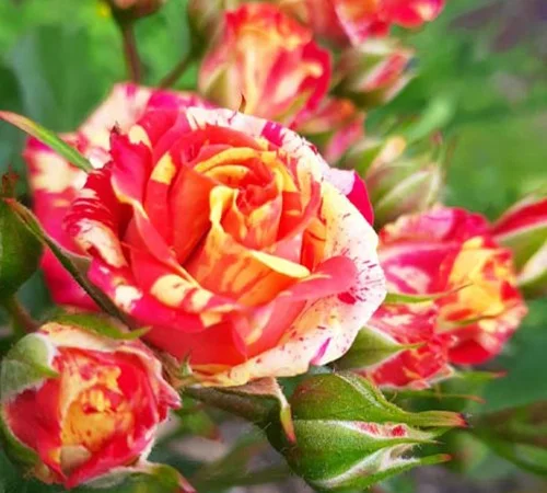 Саженцы бордюрных роз Файер Флеш - фото № 1