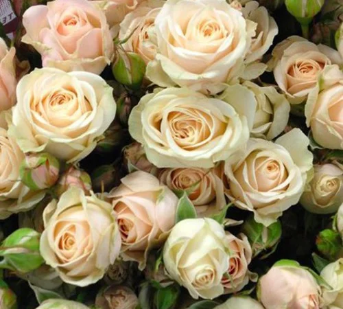 Саженцы бордюрных роз сорта Яна - фото № 1