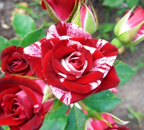 Саженцы бордюрных роз Флеш Найт - фото № 1