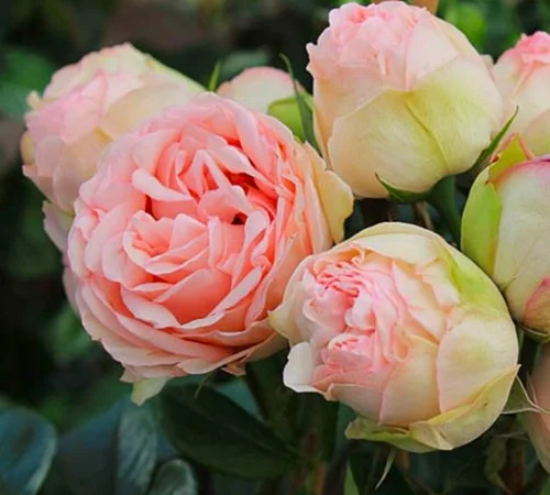 Саджанці бордюрних троянд Чармин Піано у продажу - фото № 1