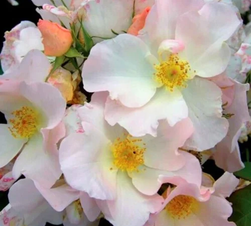 Саженцы парковых роз Салли Холмс - фото № 1