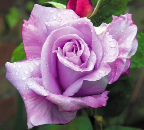 Саженцы плетистых роз Блю Леди - фото № 1