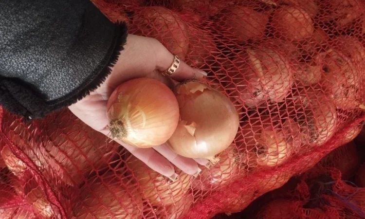 Лук репчатый - фото № 2