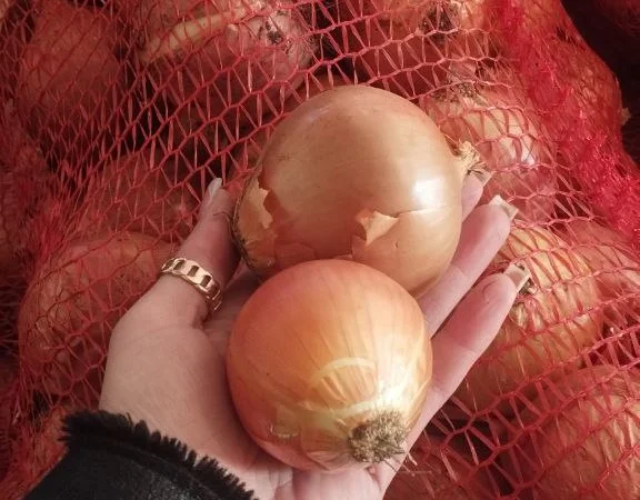 Лук репчатый жёлтый - фото № 2