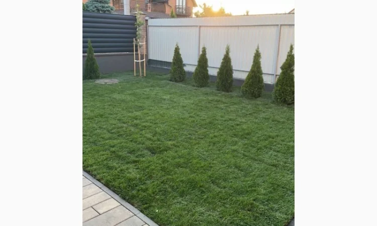 Рулонный газон Премиум 50% Мятлик луговой - фото № 2