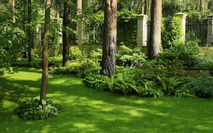 Семена Газонной Травы Садовая.Теневыносливая - фото № 2