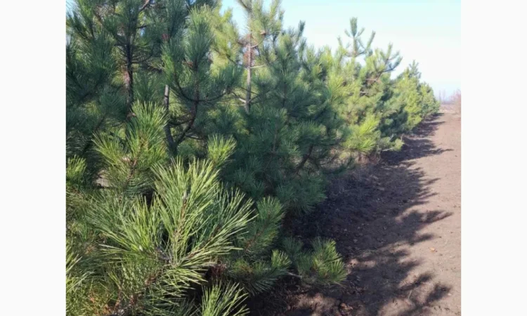 Сосна ялинка новорічна сосны елки новогодние опт купить сосну елку оптом - фото № 1