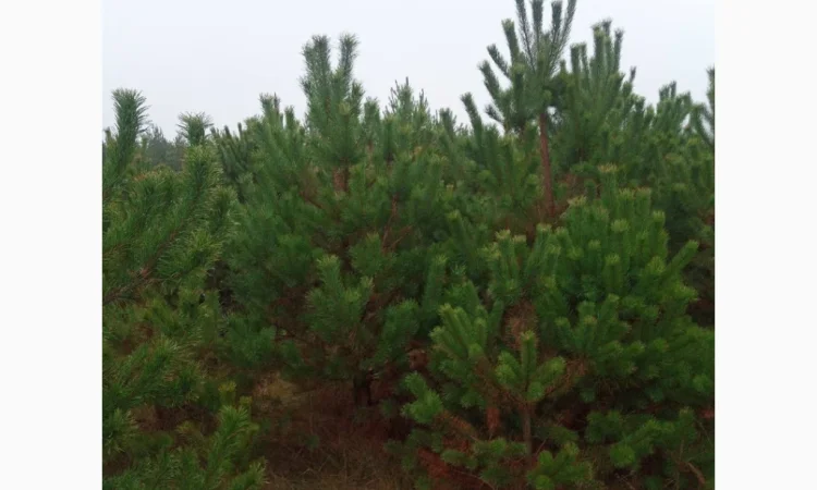 Продам Сосну - фото № 2