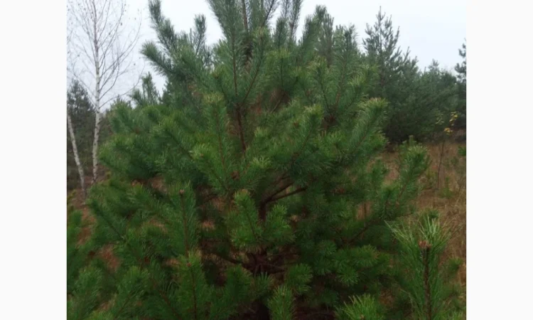 Продам Сосну - фото № 3