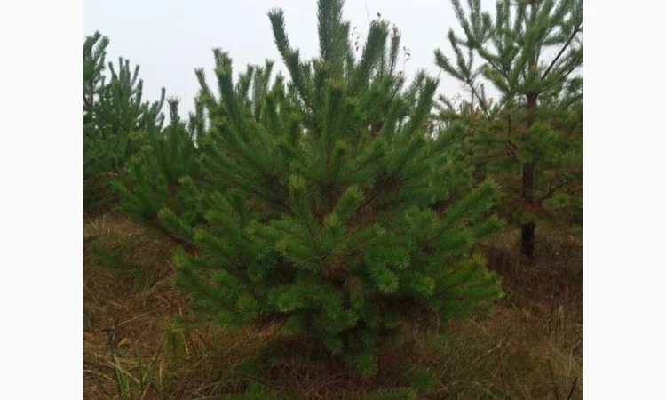 Продам Сосну - фото № 4