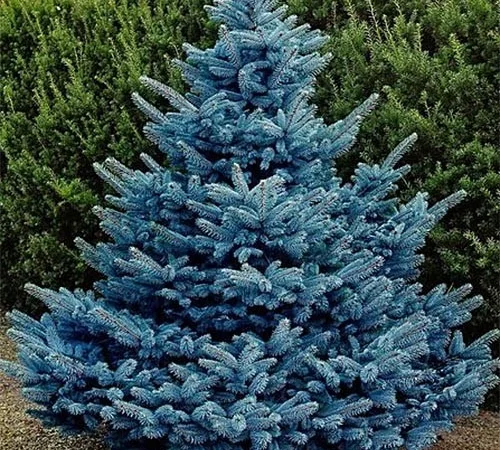Саджанці ялинки Блакитна - фото № 1