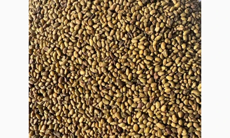 Насіння Люцерни сорту Банат - фото № 1