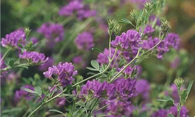 Насіння Люцерни сорту Банат - фото № 2