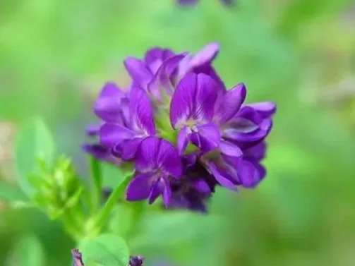 Куплю насіння люцерни - фото № 1