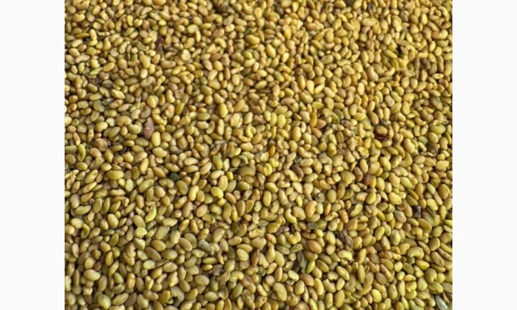 Продам насіння люцерни немагнічена та магнічена. Є об"єми - фото № 1