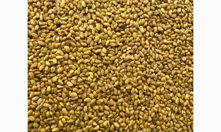 Продам насіння люцерни немагнічена та магнічена. Є об"єми - фото № 2