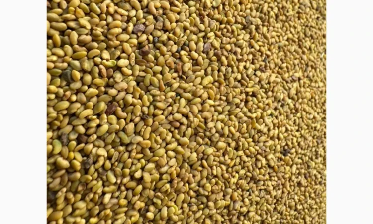 Продам насіння люцерни немагнічена та магнічена. Є об"єми - фото № 3