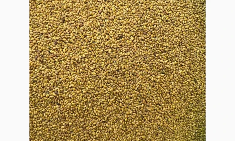 Продам насіння люцерни немагнічена та магнічена. Є об"єми - фото № 4