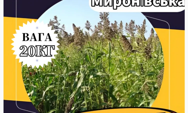 Насіння Суданки Миронівська (20 кг). Суданка - фото № 1
