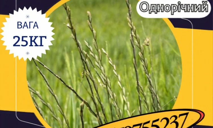 Насіння Райграсу однорічного (25 кг).Насіння кормових трав - фото № 1