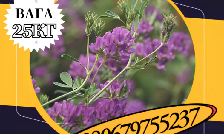 Насіння Люцерни багаторічної ( 25 кг).Насіння кормових трав - фото № 1