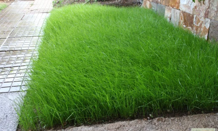 Райграс пастбищный многоукосный - фото № 1