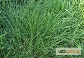 Райграс пастбищный многоукосный - фото № 3